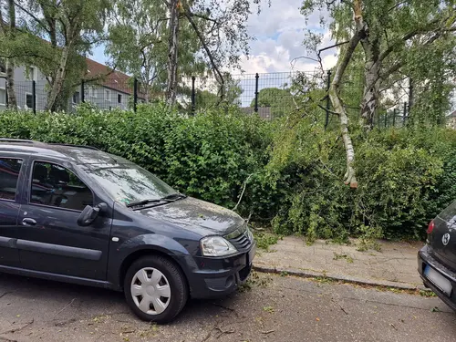 Hilfeleistungseinsatz: Ast auf Fahrzeug